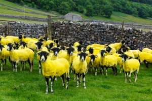 150 sheep in Yorkshire have had their wool dyed yellow