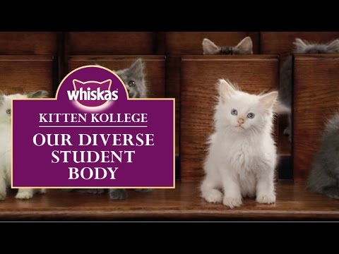 AMV BBDO Takes Us to Kitten Kollege for Adorable New Whiskas Campaign