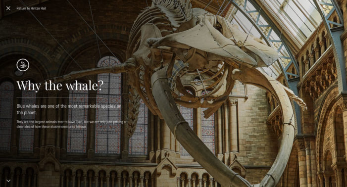 AKQA’s Potato unveils Blue Whale Project for The Natural History Museum