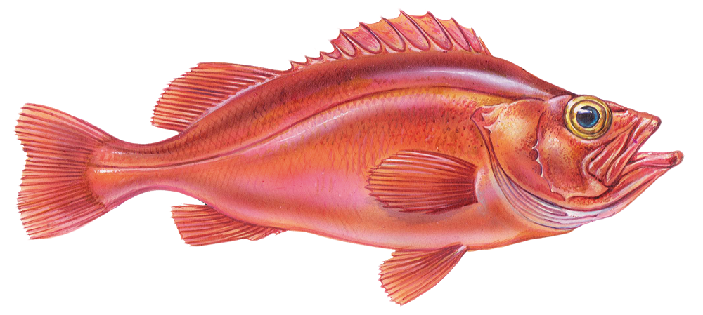 Ocean Spirit – Redfish LR
