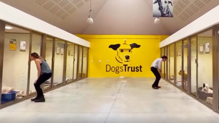 Dogs Trust use VR for the first time for face-to-face Fundraising