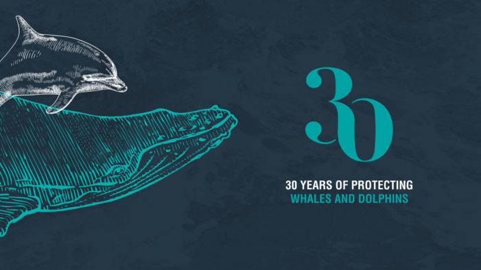 Whale and Dolphin Conservation launches 30th anniversary brand identity