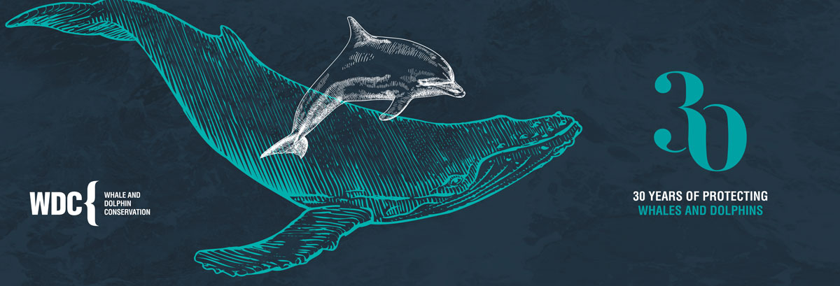 Whale как читается. Whale and Dolphin Conservation. Whale and Dolphin Conservation картинки. Whale and Dolphin Conservation Charity pattern Pack. Фирменная пленка Honor Whale.