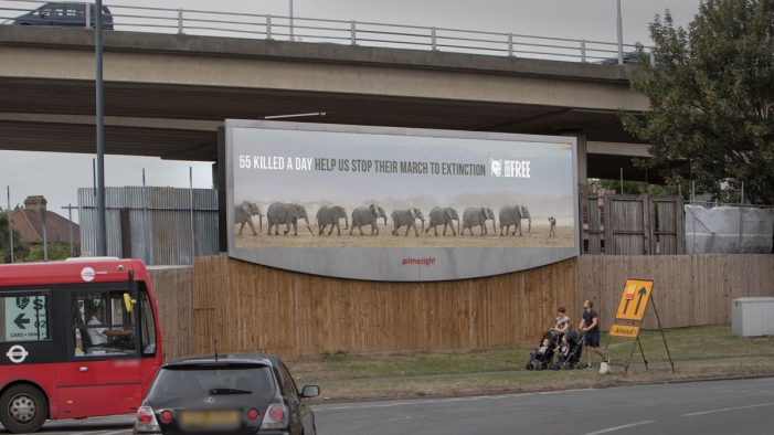 WCRS and Born Free highlighting the elephant crises in Africa with striking OOH and social campaign