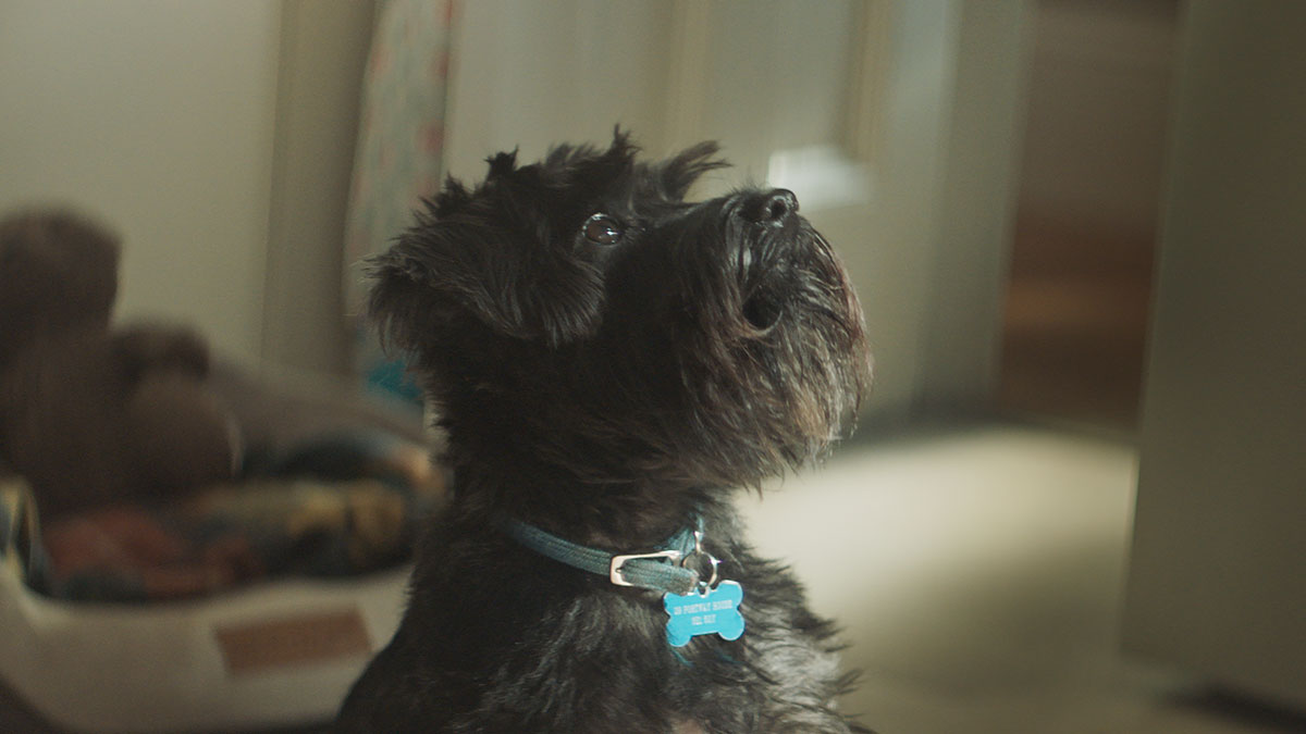 Butcher’s Pet Care in £25m relaunch under ‘Nourishing Food For Dogs