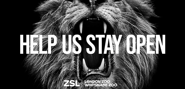 ZSL’s marketing efforts to save their zoos fall to the animals in new campaign by Wunderman Thompson UK