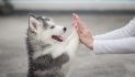 The Lucre Group Expands Pet ‘Paw’folio With Agria Pet Insurance