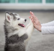 The Lucre Group Expands Pet ‘Paw’folio With Agria Pet Insurance