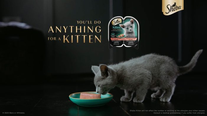 NEW RESEARCH FROM THE SHEBA® BRAND CONFIRMS CAT PARENTS CAN’T RESIST A KITTEN