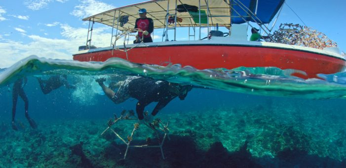 DLMDD COLLABORATES WITH SHEBA TO SOUNDTRACK OCEAN RESTORATION PROJECT IN KULEANA REEF, HAWAII