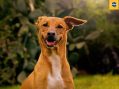 PEDIGREE® launches AI tool to facilitate responsible dog adoption in Brazil