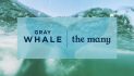 L.A. AGENCY THE MANY WINS GRAY WHALE SPIRITS CO. BUSINESS