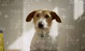 Colossus Gives Two New Wellness Pet Food Launches Some Bite