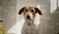 Colossus Gives Two New Wellness Pet Food Launches Some Bite