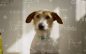 Colossus Gives Two New Wellness Pet Food Launches Some Bite