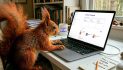 CreatorOS launches Nutcake to bring AI-powered assistance to creator marketing