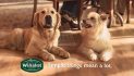 Winalot set to reach £100 million with new creative campaign and 5 collaboration