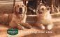 Winalot set to reach £100 million with new creative campaign and 5 collaboration