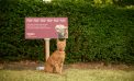 Meow-out-of-home! Marro and Wonderful Things create the first billboards for cats that they can actually scratch