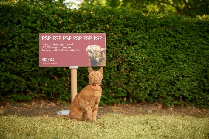 Meow-out-of-home! Marro and Wonderful Things create the first billboards for cats that they can actually scratch